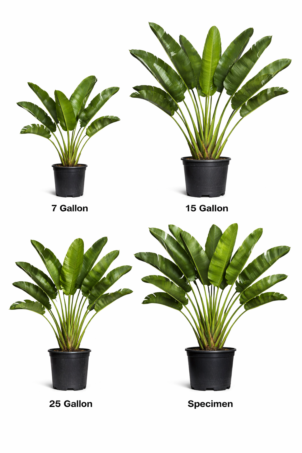 Traveler’s Palm (Ravenala madagascariensis)