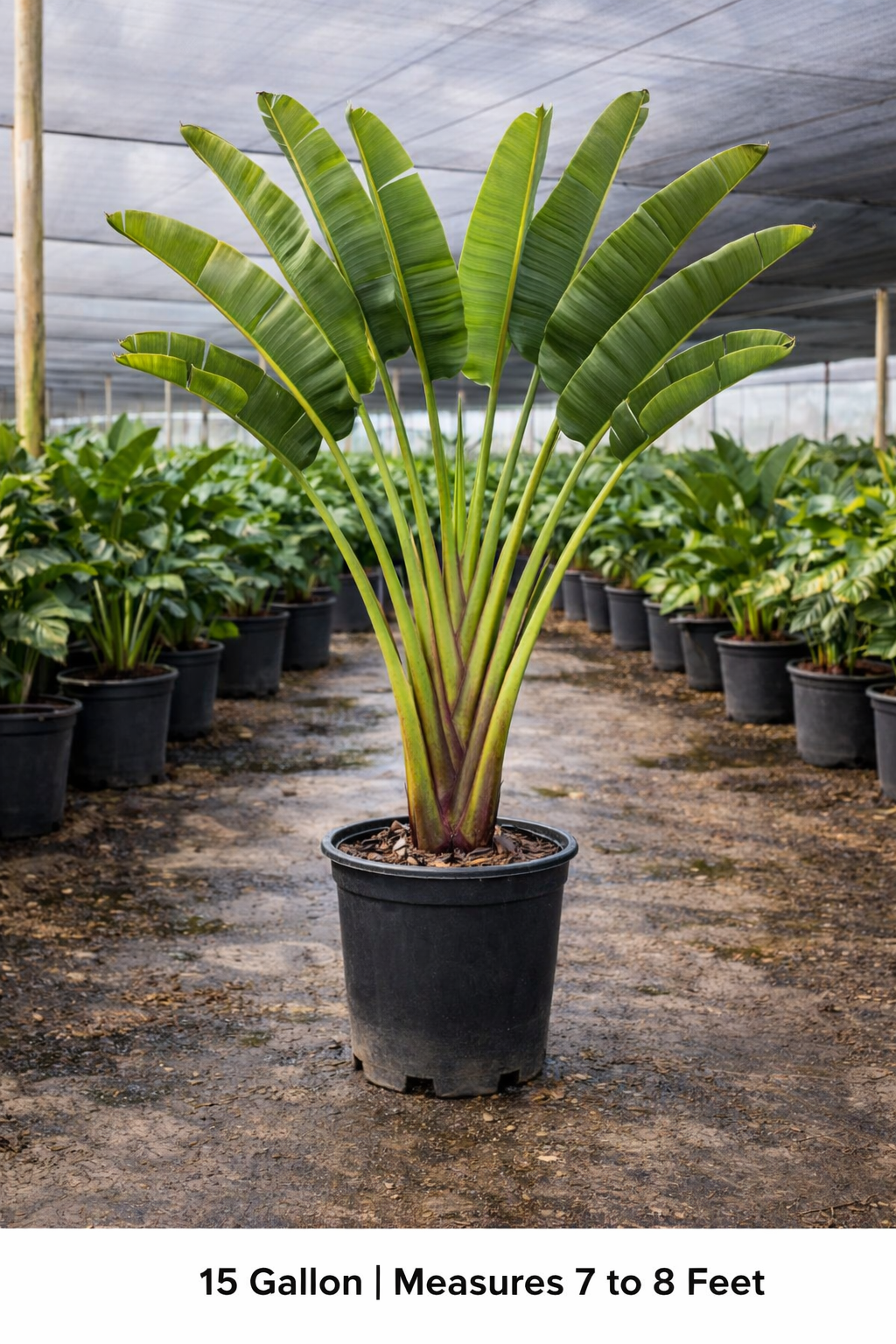 Traveler’s Palm (Ravenala madagascariensis)