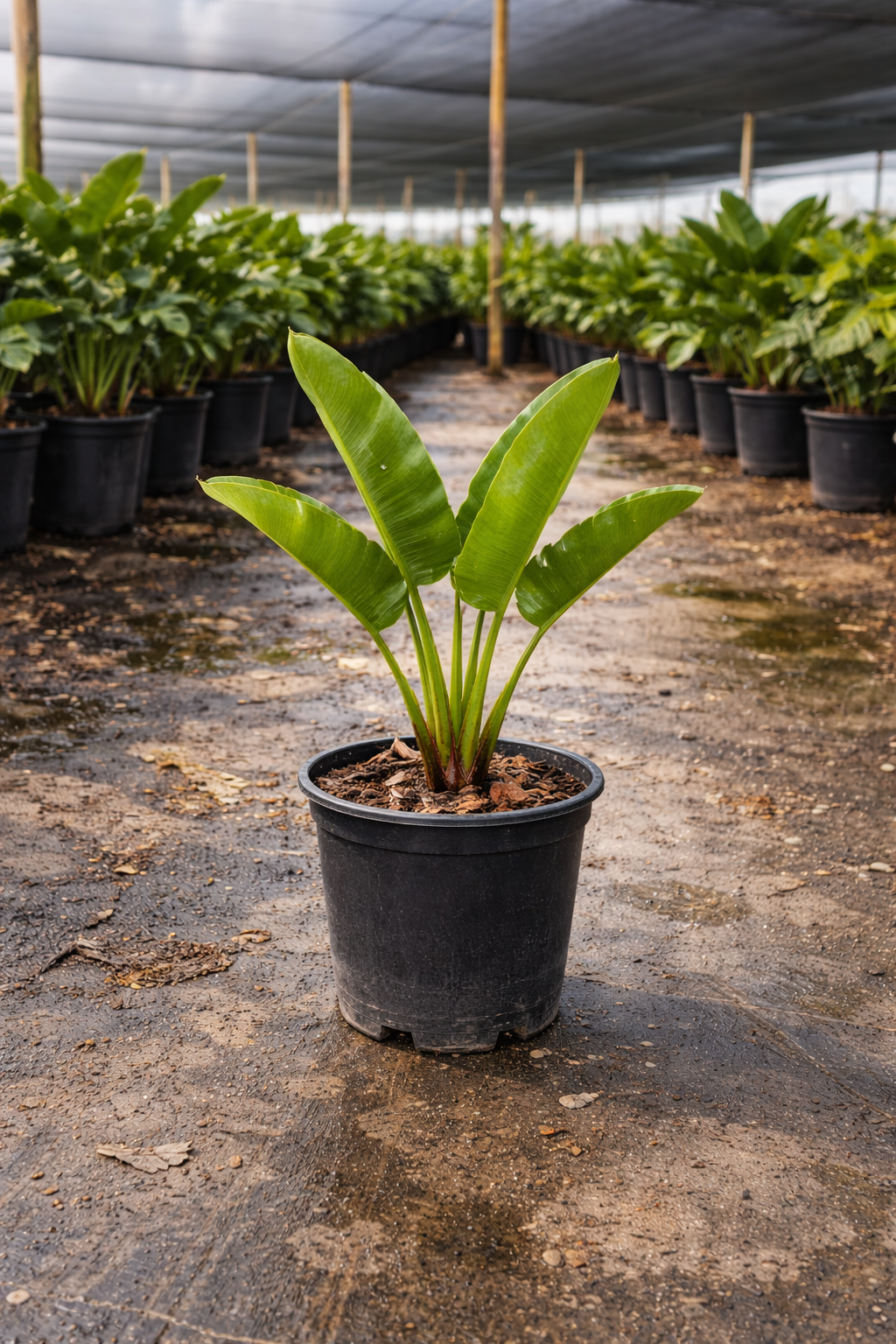 Traveler’s Palm (Ravenala madagascariensis)