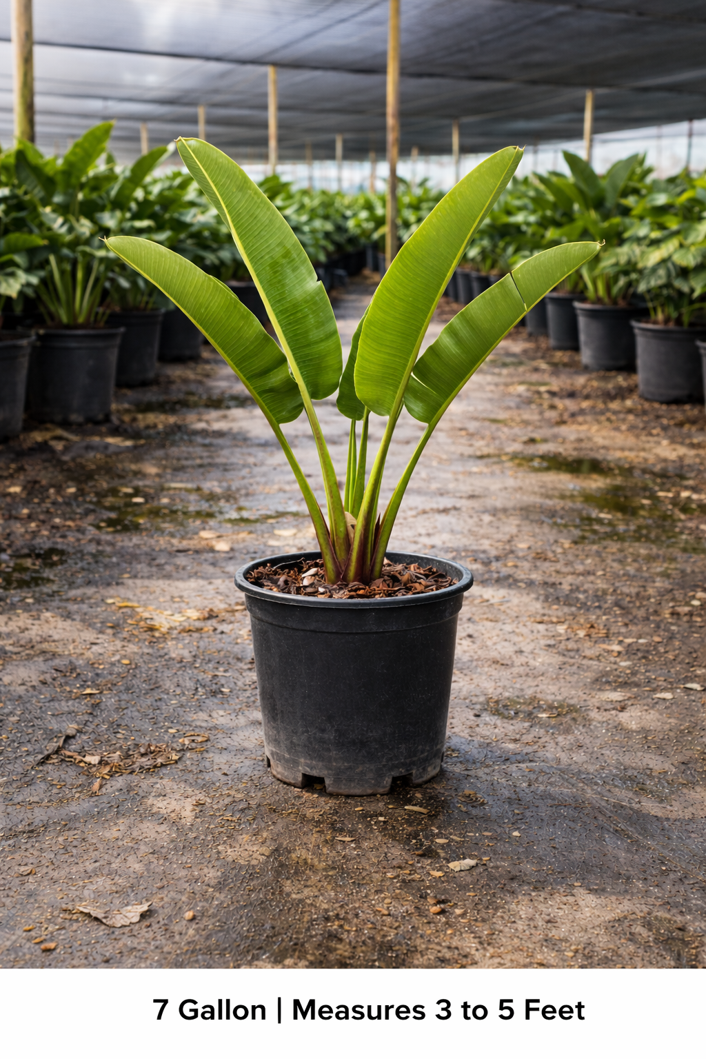 Traveler’s Palm (Ravenala madagascariensis)