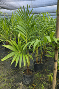 Christmas Palm (Single) (Adonidia merrillii)