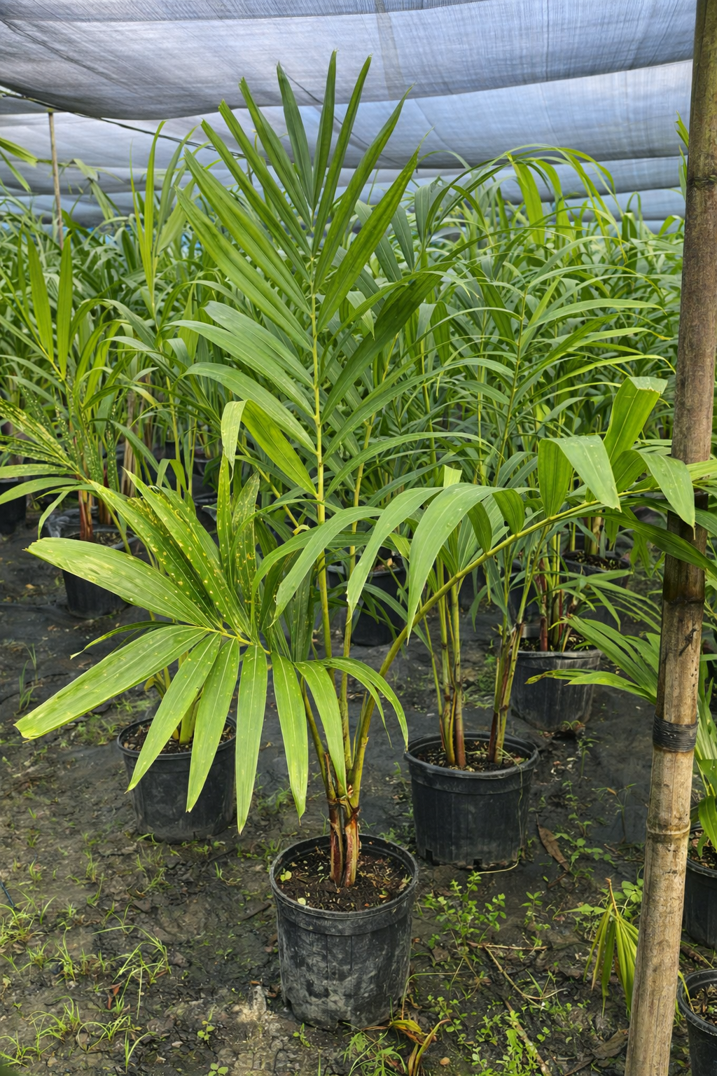 Christmas Palm (Single) (Adonidia merrillii)