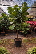 Fiddle Leaf Fig (Ficus lyrata) Standard