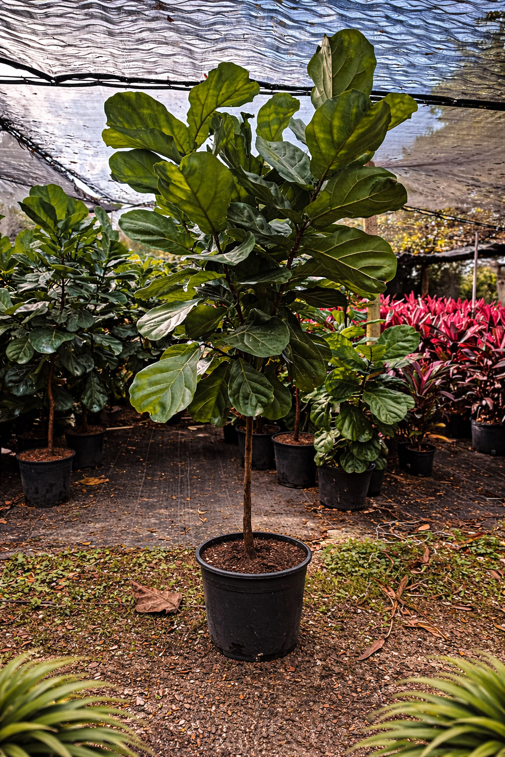 Fiddle Leaf Fig (Ficus lyrata) Standard