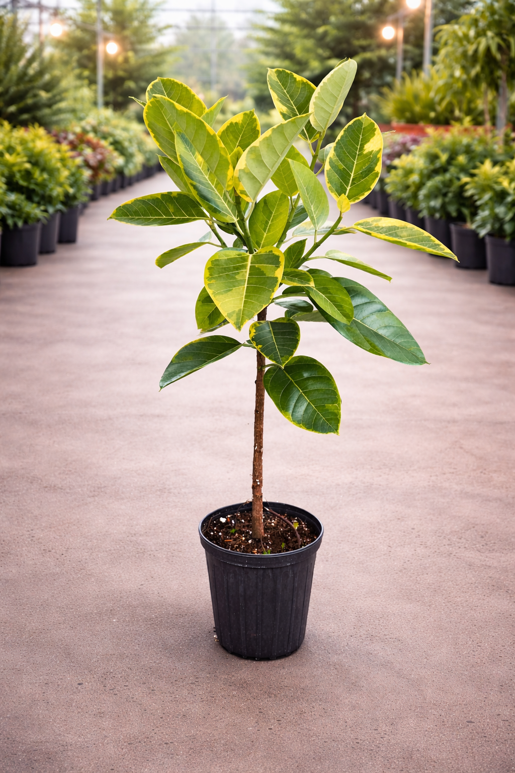 Ficus Altissima ‘Yellow Gem’ (Ficus altissima ‘Yellow Gem’)