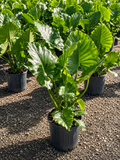 Alocasia Odora / Giant Upright Elephant Ear