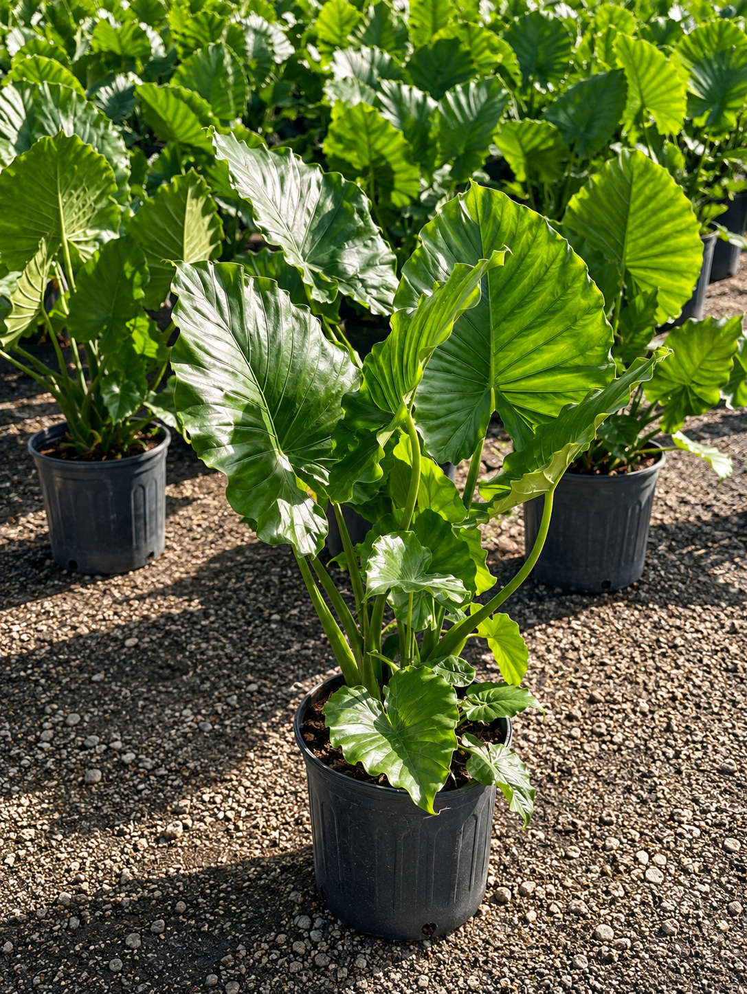 Alocasia Odora / Giant Upright Elephant Ear