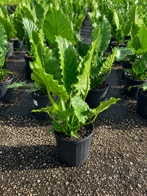 Alocasia Odora / Giant Upright Elephant Ear