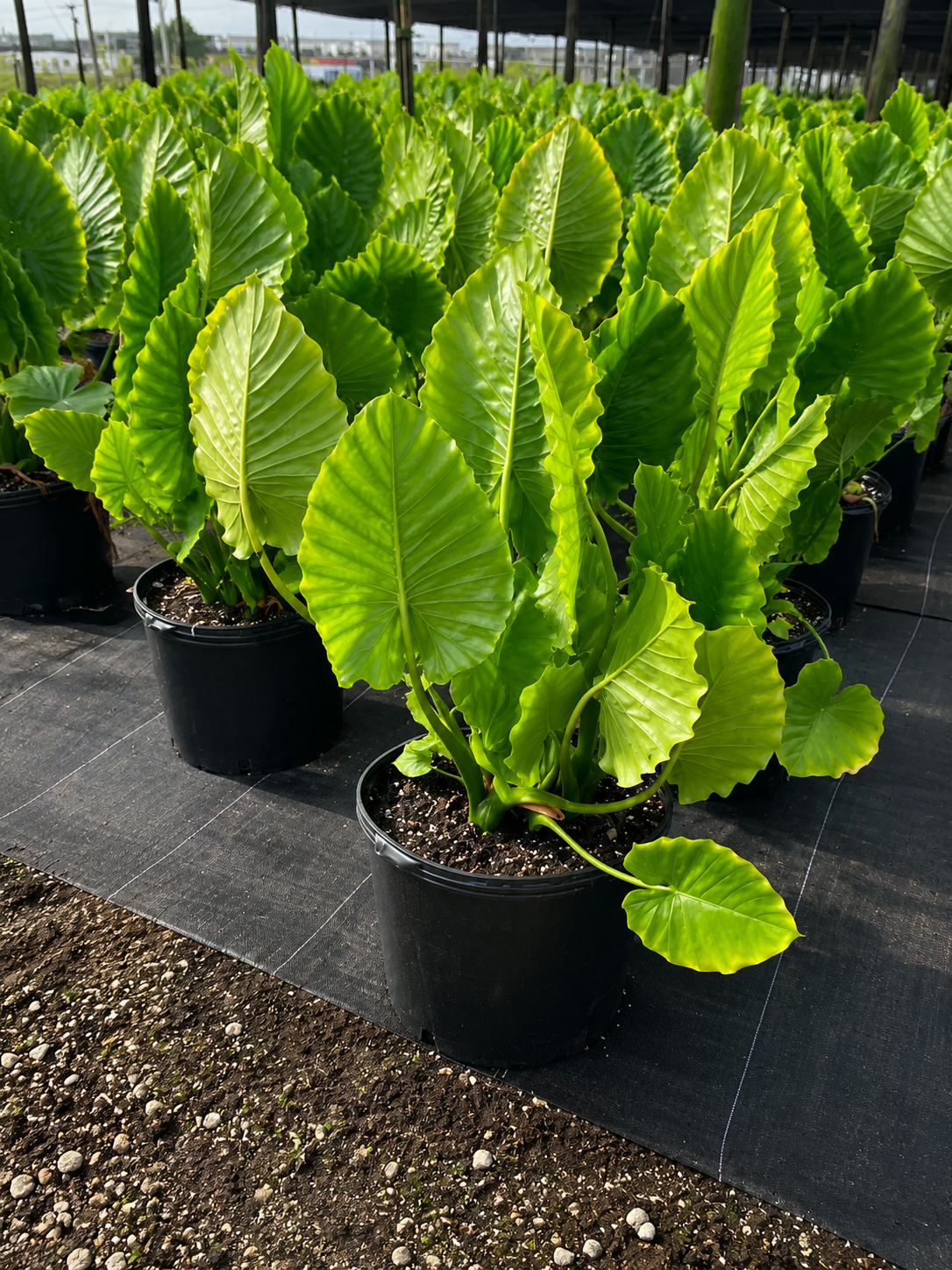 Alocasia Odora / Giant Upright Elephant Ear