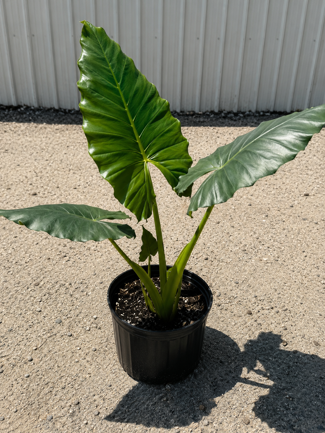 Alocasia ‘Borneo Giant’ / Giant Elephant Ear (Alocasia macrorrhizos)