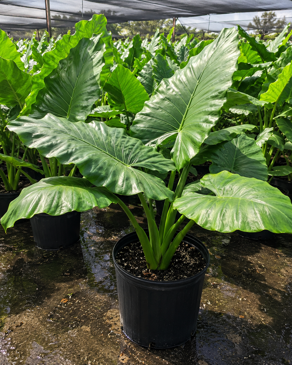 Alocasia ‘Borneo Giant’ / Giant Elephant Ear (Alocasia macrorrhizos)
