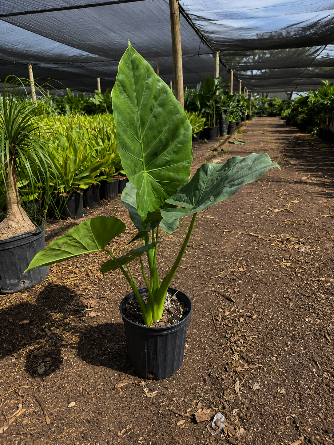Alocasia ‘Calidora’ / Elephant Ear