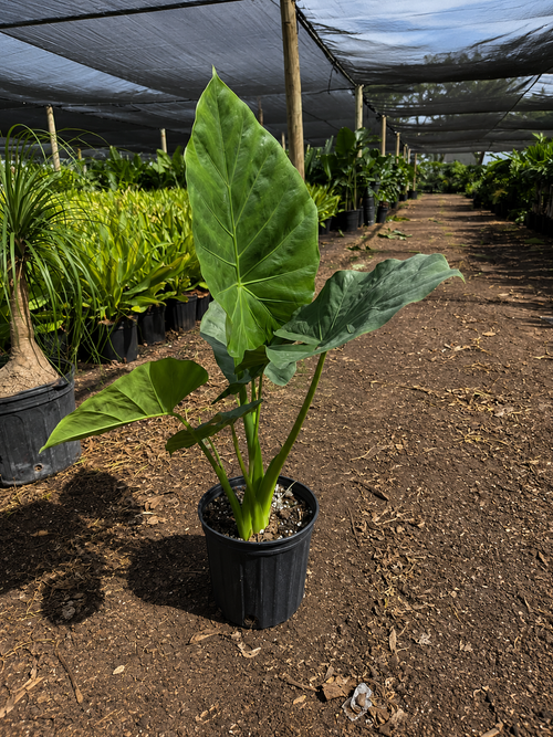 Alocasia ‘Calidora’ / Elephant Ear