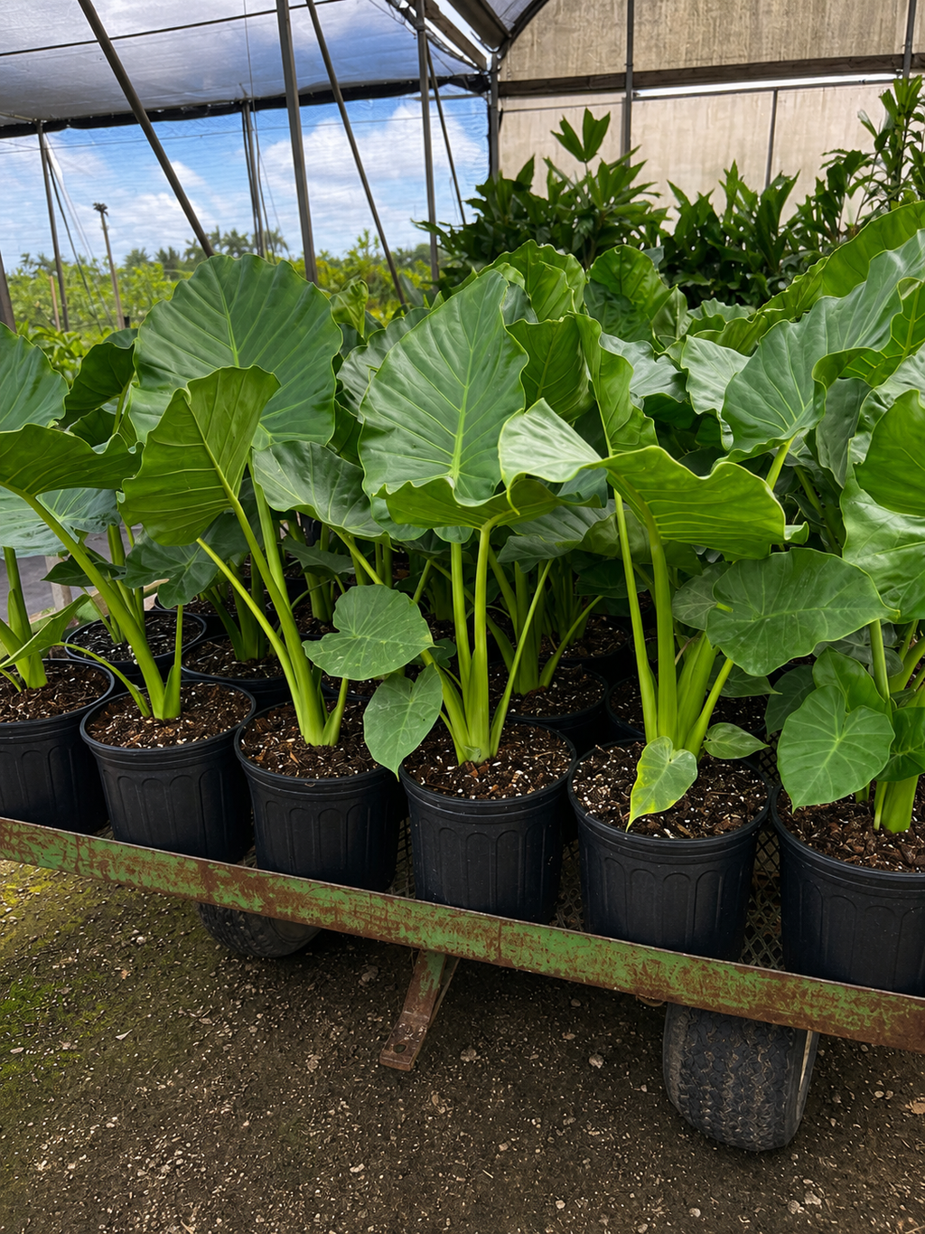 Alocasia ‘Calidora’ / Elephant Ear