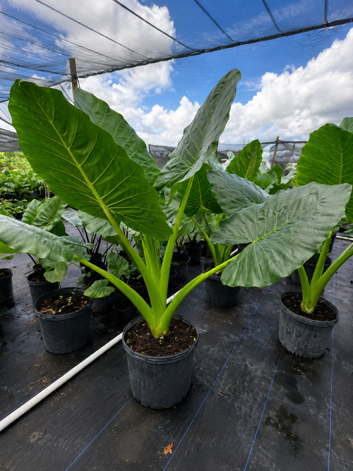 Alocasia ‘Borneo Giant’ / Giant Elephant Ear (Alocasia macrorrhizos)
