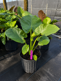 Alocasia ‘Calidora’ / Elephant Ear