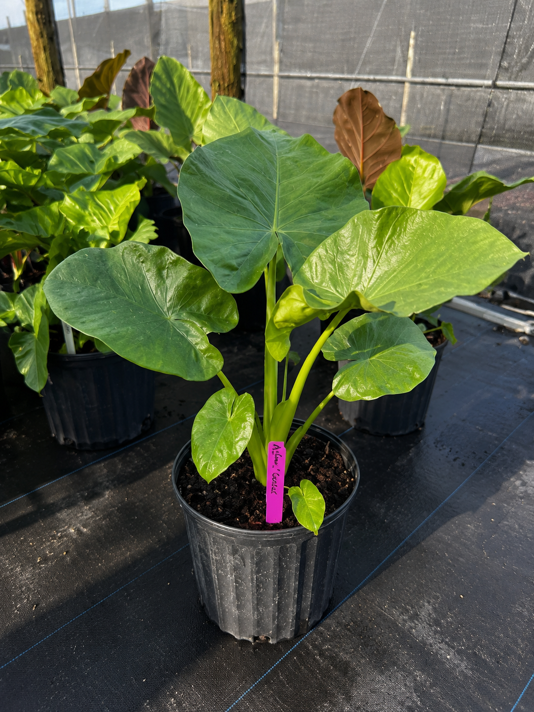 Alocasia ‘Calidora’ / Elephant Ear