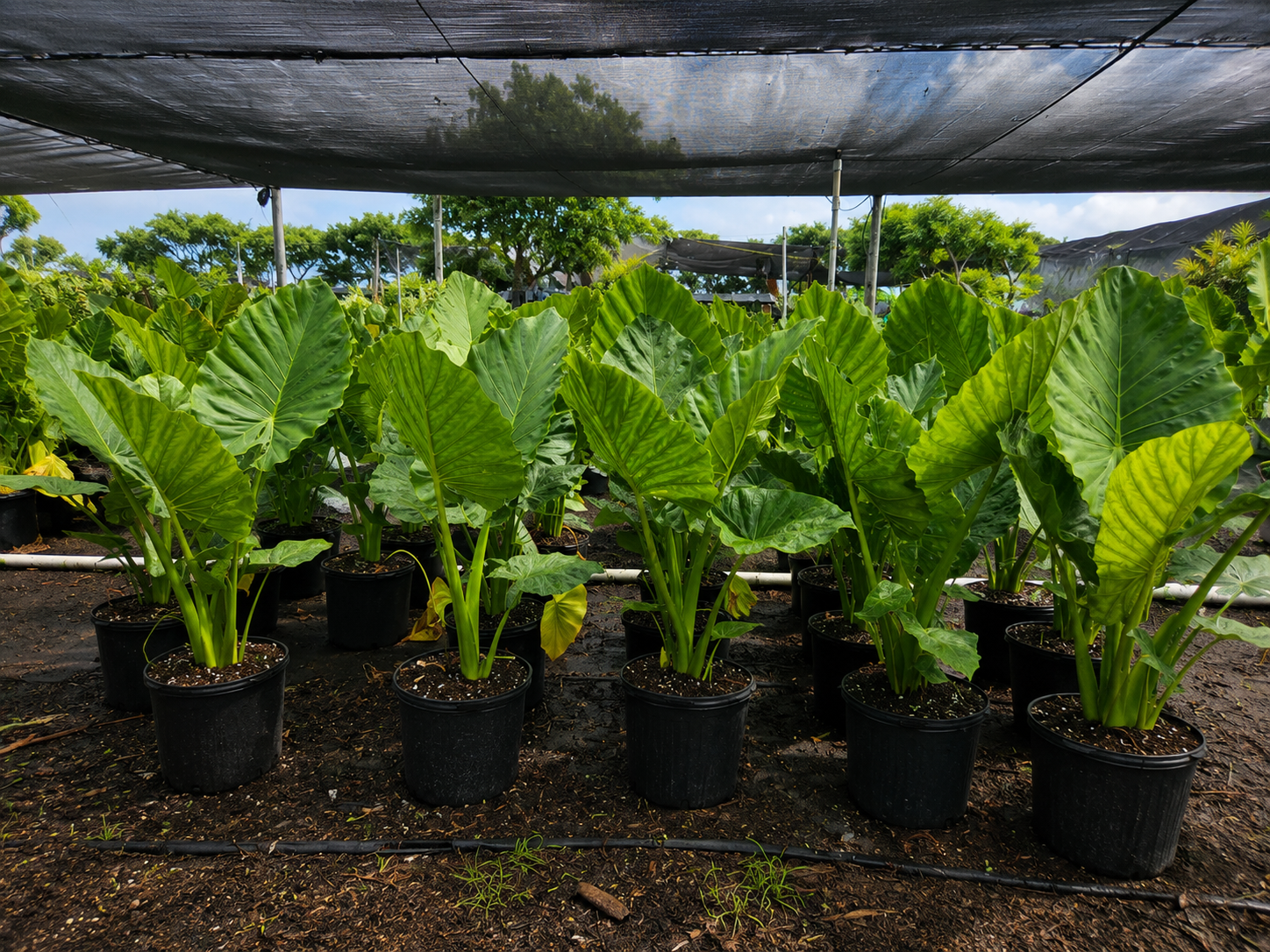 Alocasia ‘Calidora’ / Elephant Ear
