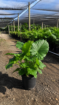 Alocasia ‘California’ / Elephant Ear