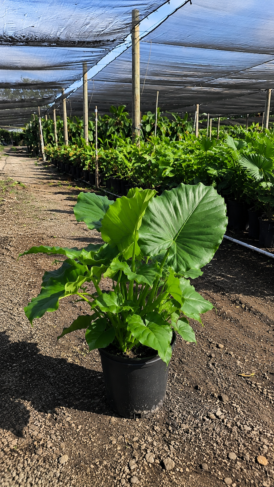 Alocasia ‘California’ / Elephant Ear