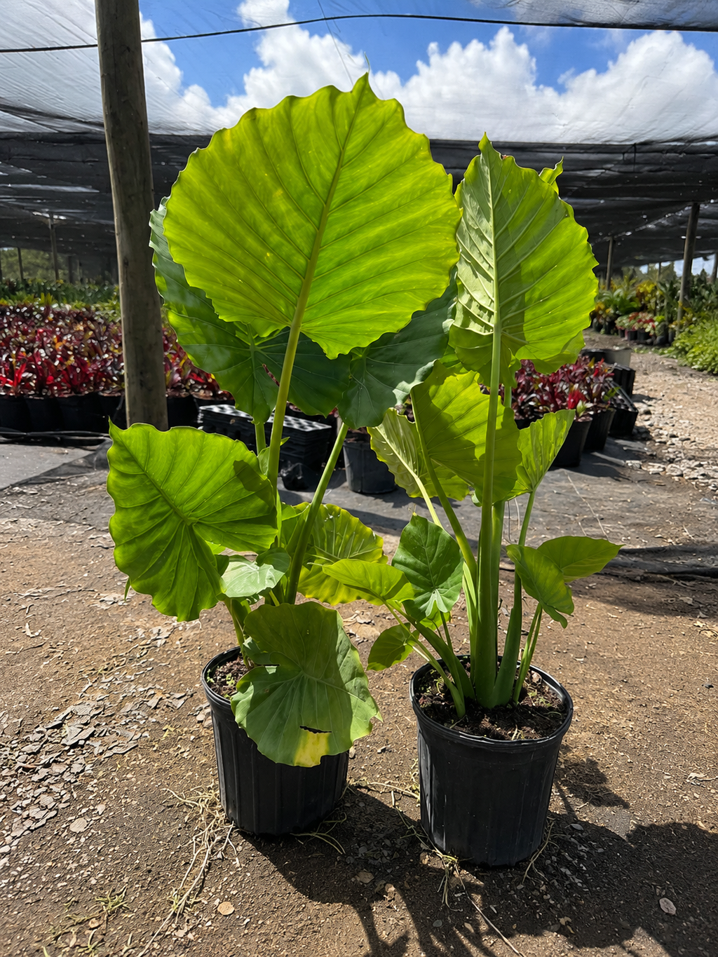 Alocasia ‘California’ / Elephant Ear