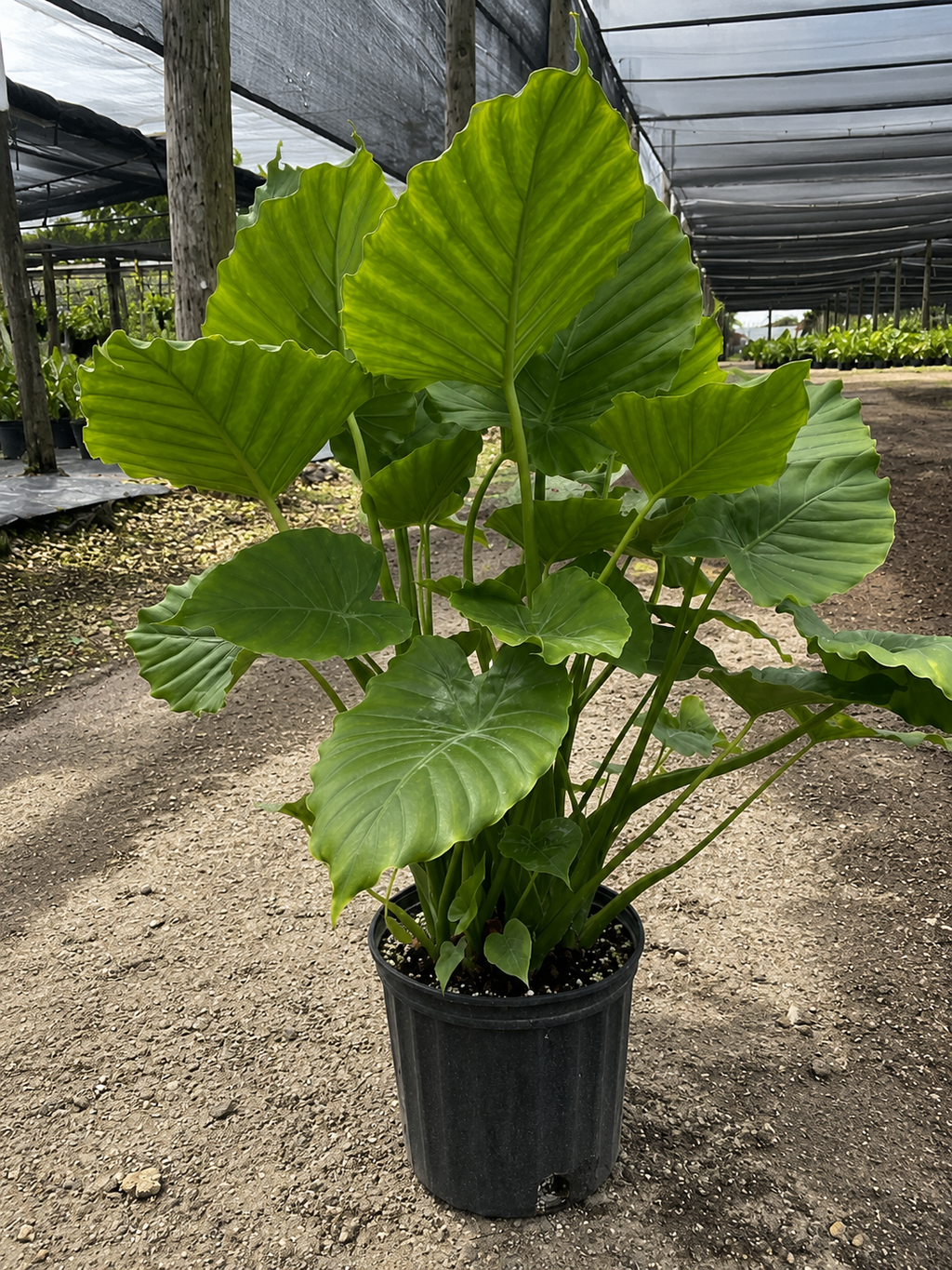 Alocasia ‘California’ / Elephant Ear