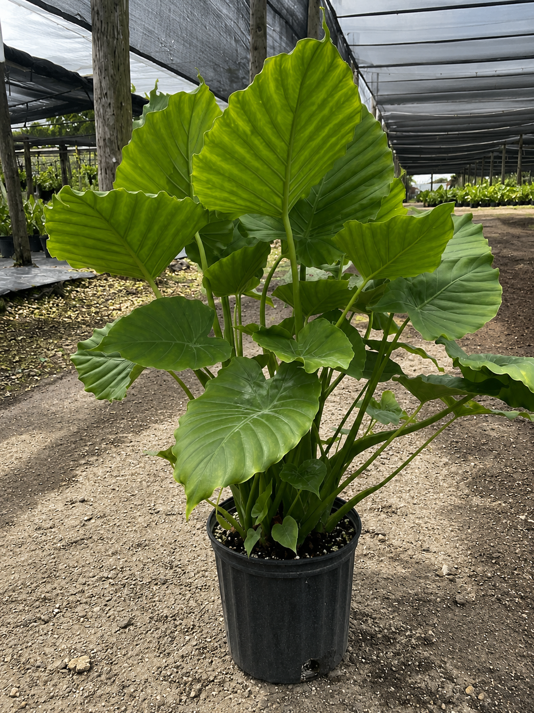 Alocasia ‘California’ / Elephant Ear
