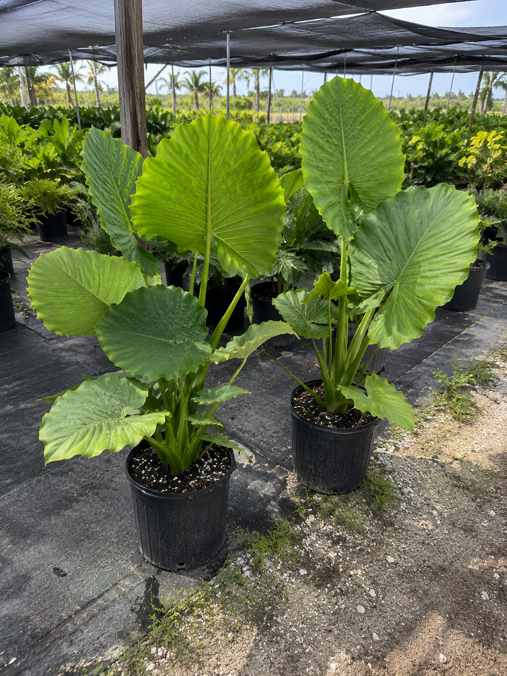 Alocasia ‘California’ / Elephant Ear