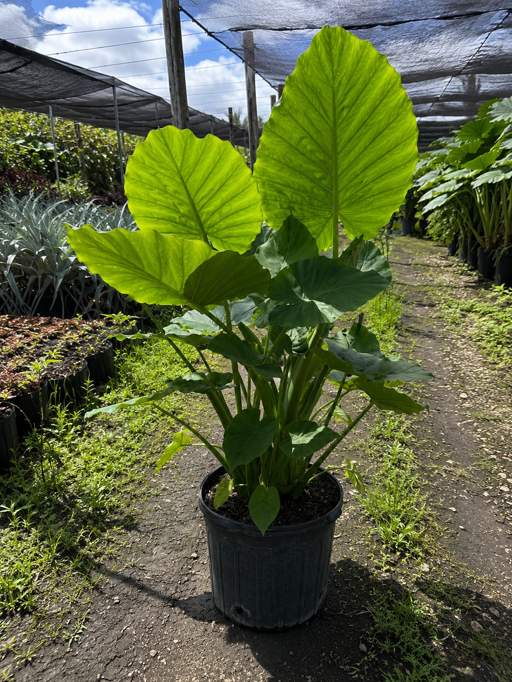 Alocasia ‘California’ / Elephant Ear