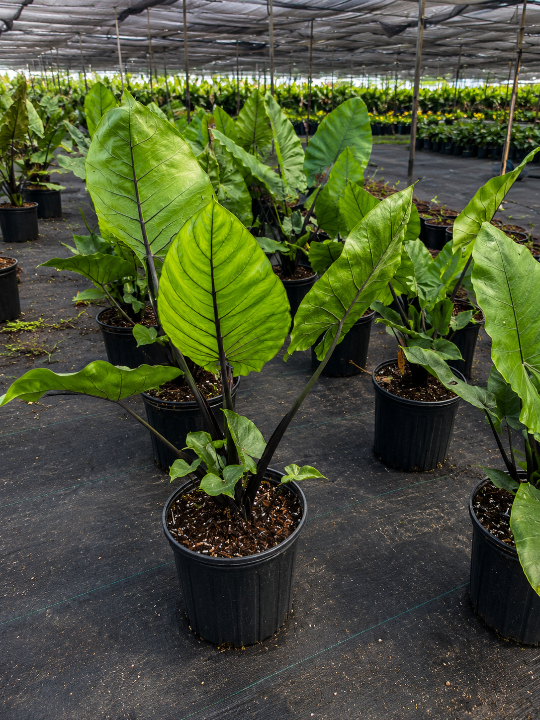 Alocasia ‘Dark Star’ / Elephant Ear
