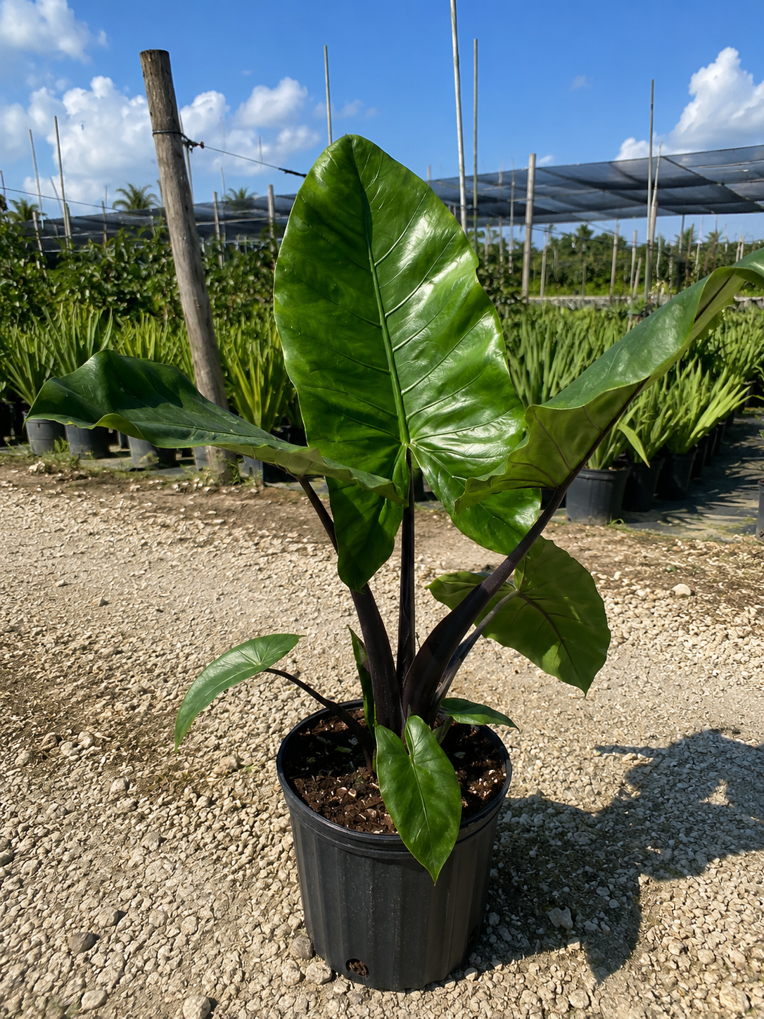 Alocasia ‘Dark Star’ / Elephant Ear