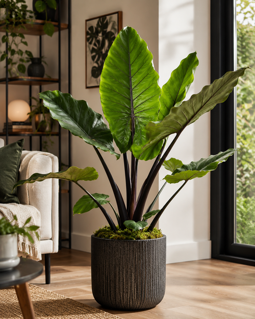 Alocasia ‘Dark Star’ / Elephant Ear