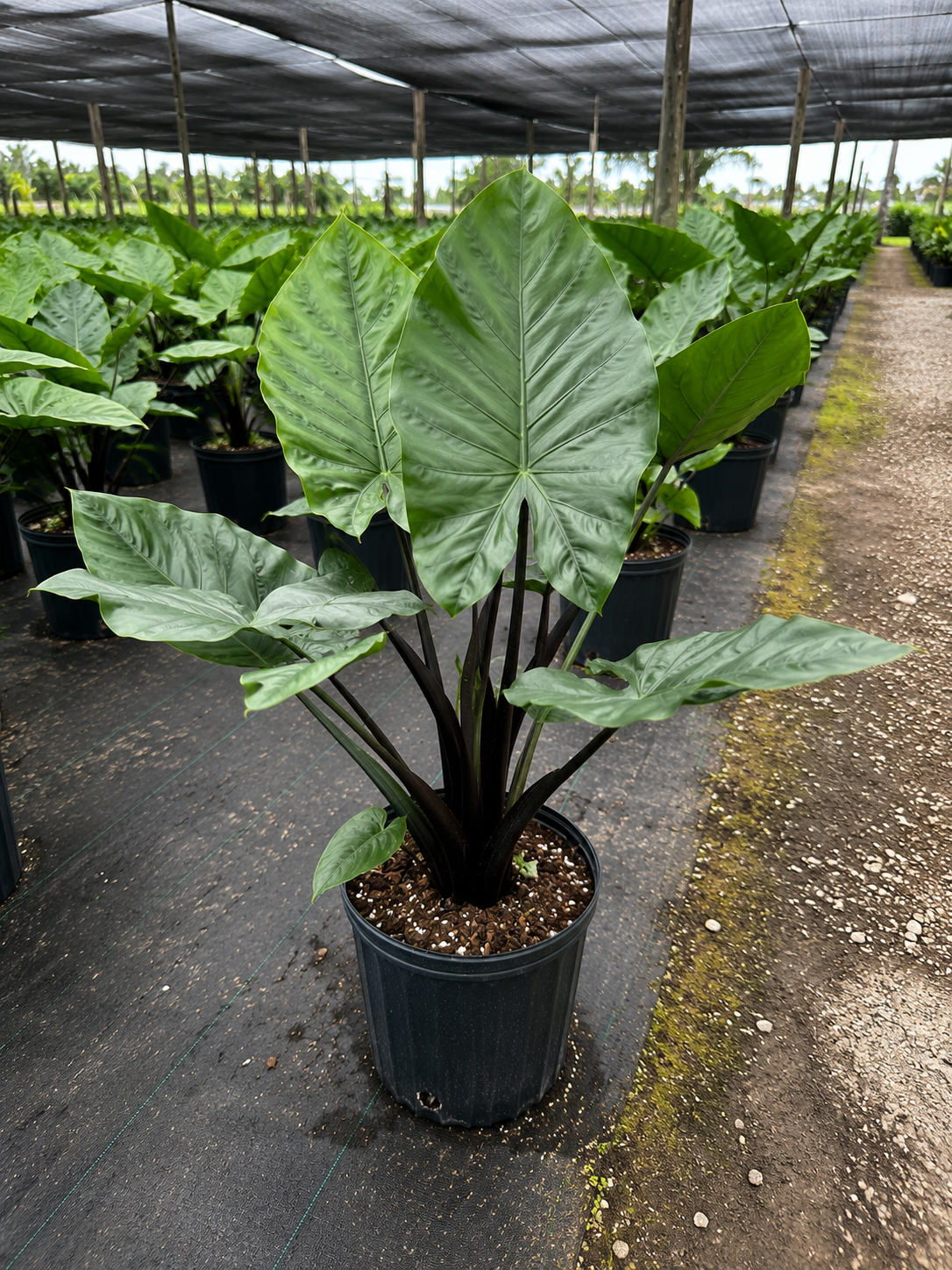Alocasia ‘Dark Star’ / Elephant Ear