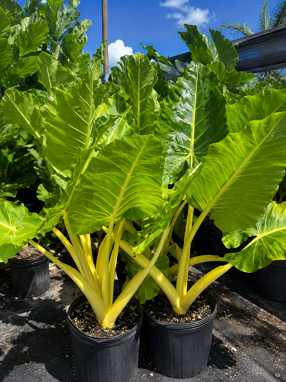 Alocasia ‘Lutea’