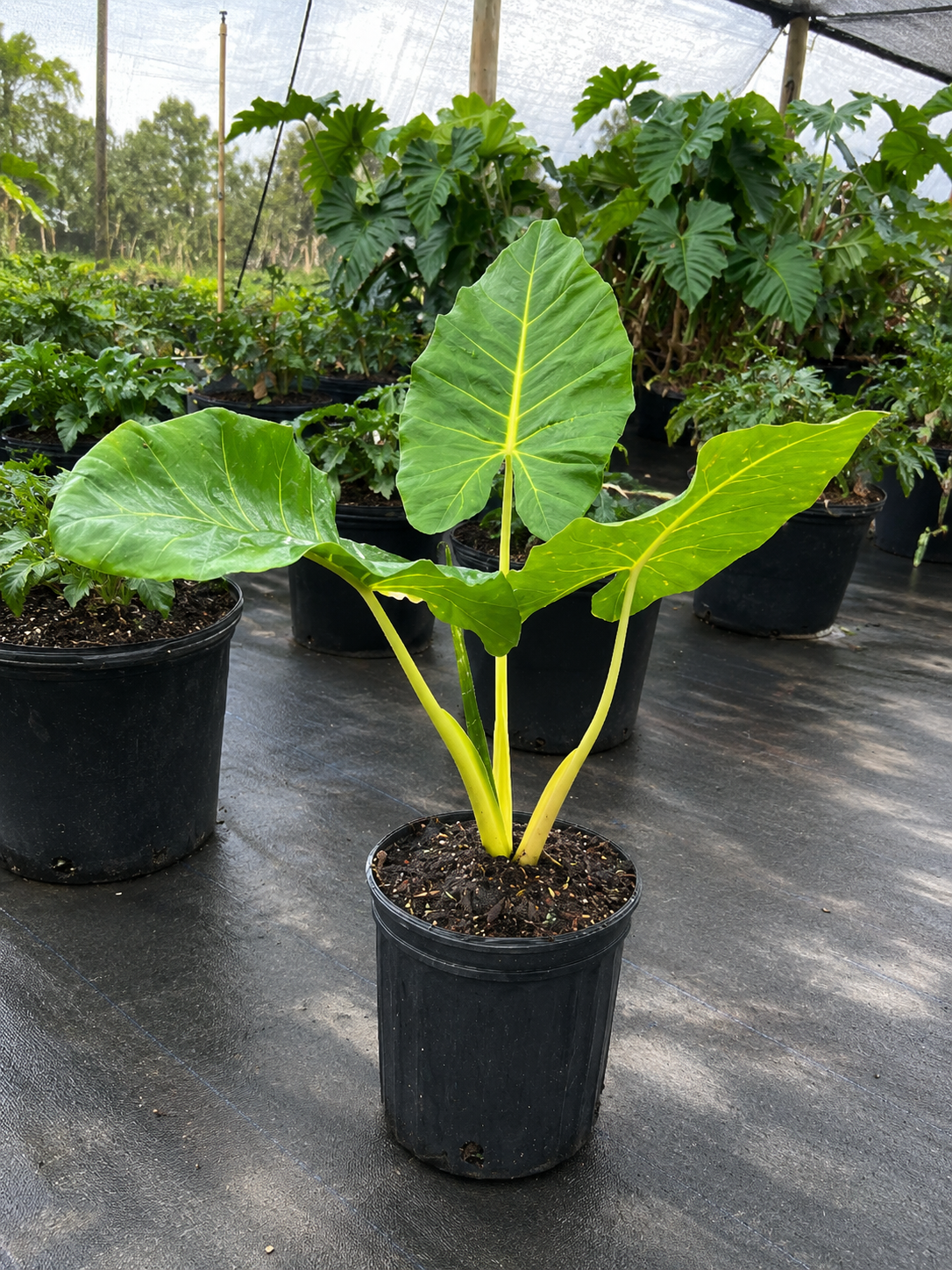 Alocasia ‘Lutea’