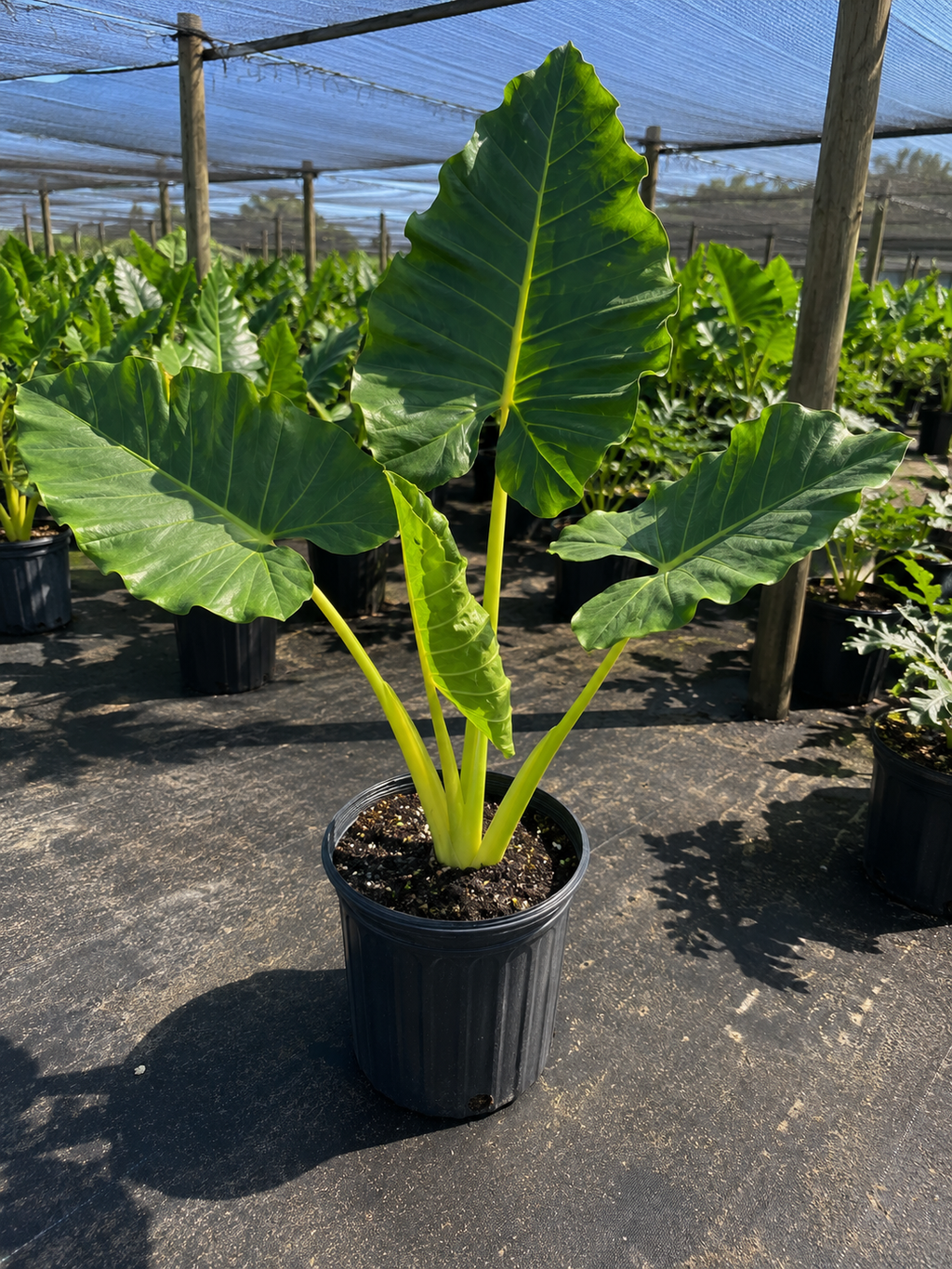 Alocasia ‘Lutea’