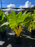Alocasia ‘Lutea’
