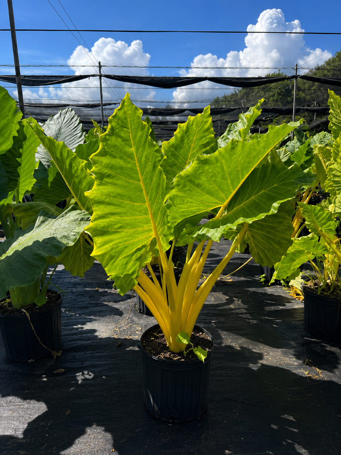 Alocasia ‘Lutea’