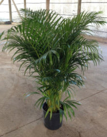 Areca Palm (Dypsis lutescens)