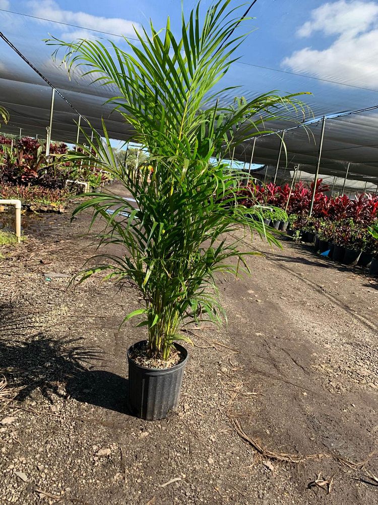 Areca Palm (Dypsis lutescens)