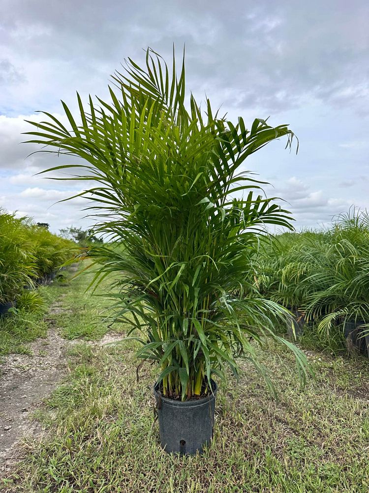 Areca Palm (Dypsis lutescens)
