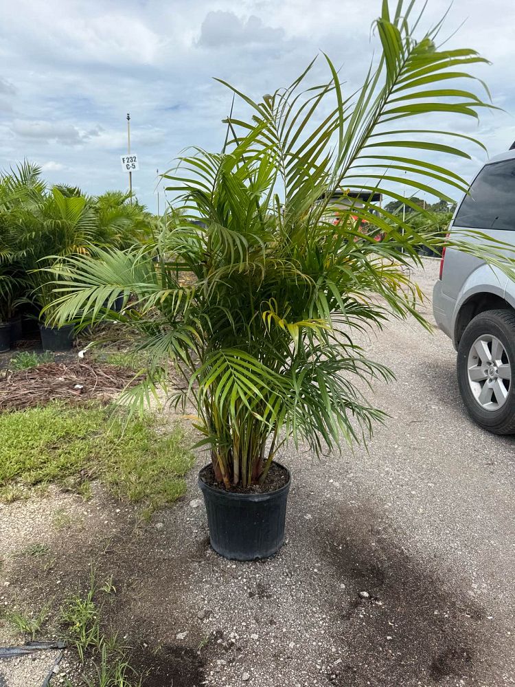 Areca Palm (Dypsis lutescens)