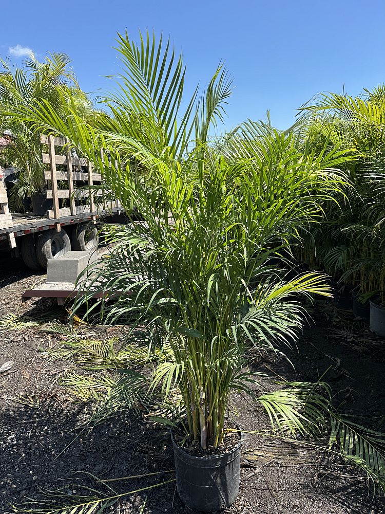 Areca Palm (Dypsis lutescens)