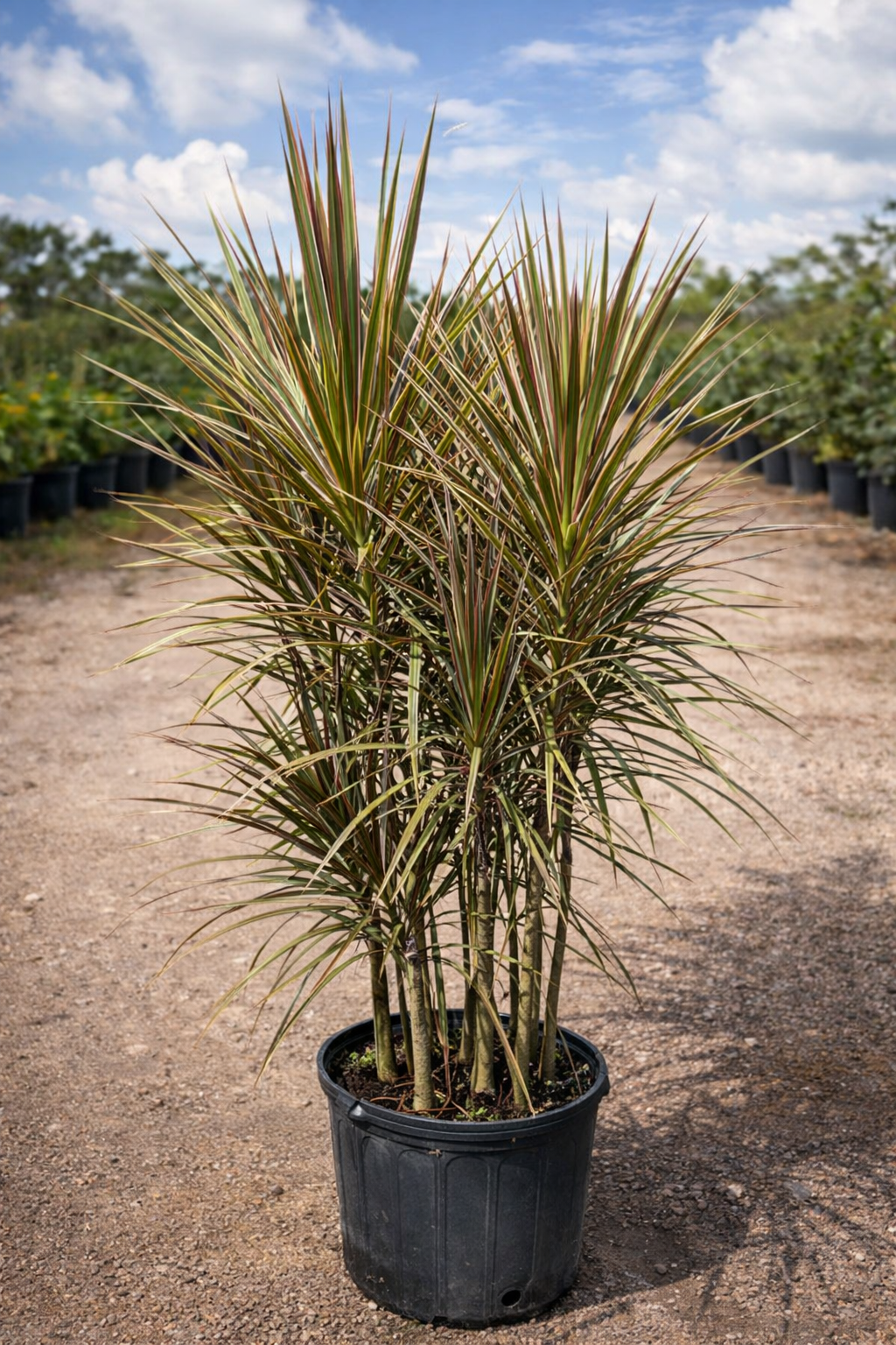 Madagascar Dragon Tree ‘Bicolor’ (Dracaena marginata ‘Bicolor’)