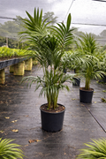 Kentia Palm (Howea forsteriana)