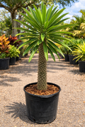 Madagascar Palm (Pachypodium lamerei)