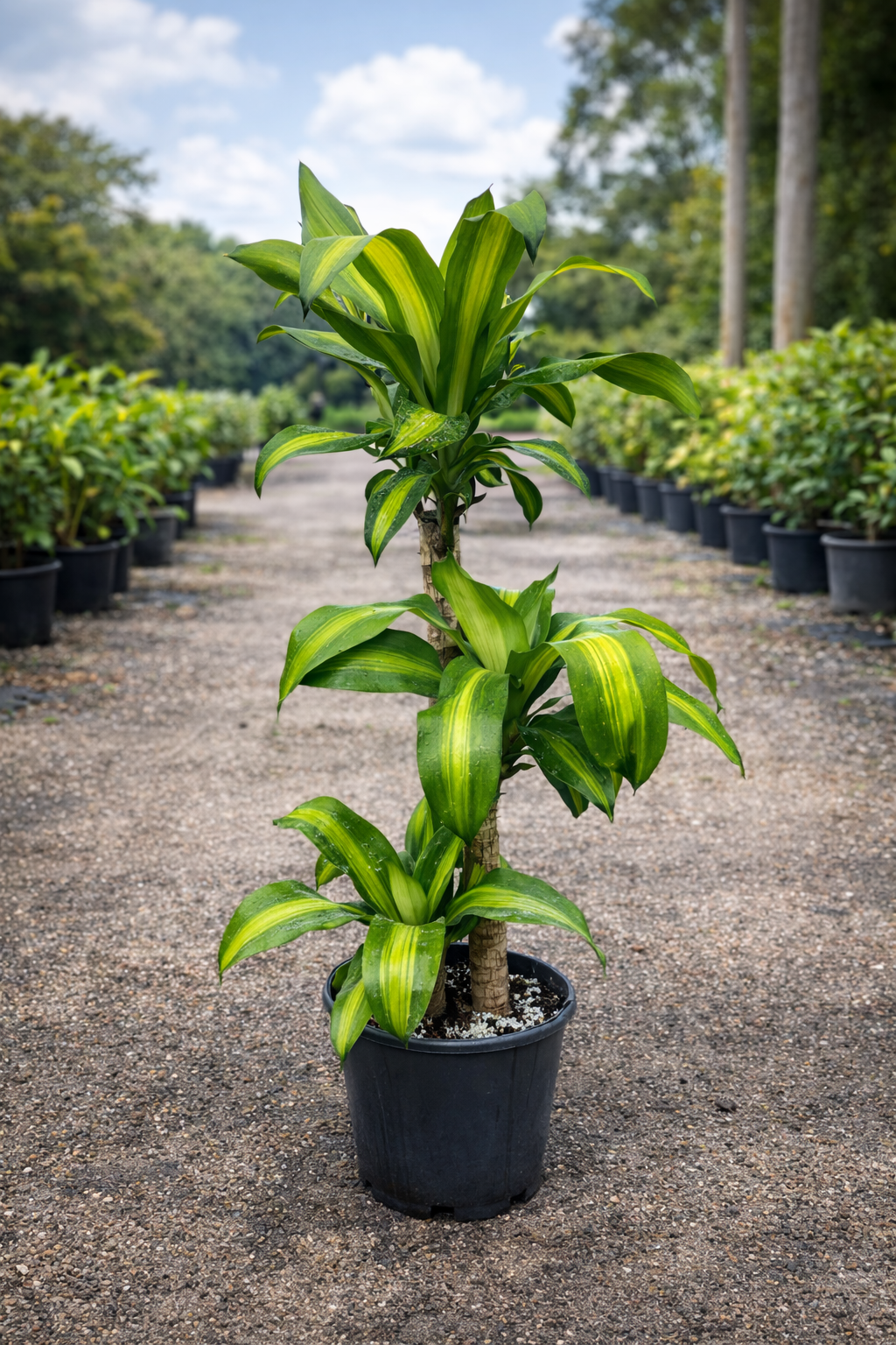 Dracaena Mass Canes (Dracaena fragrans ‘Massangeana’)