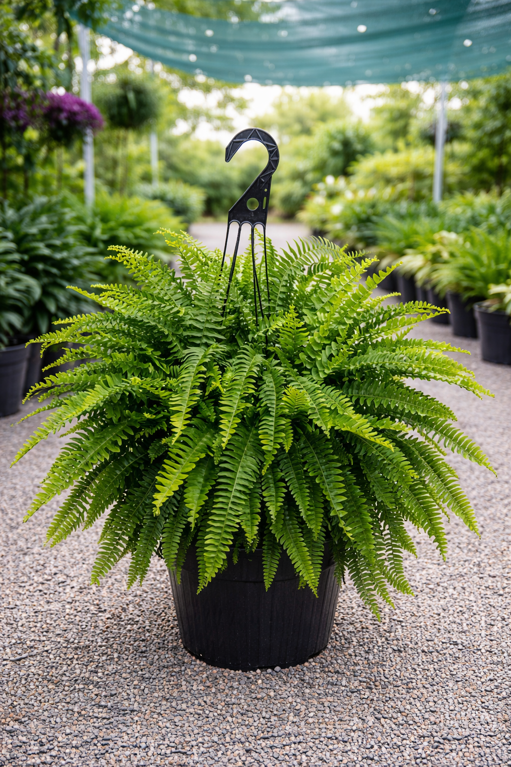 Boston Fern ‘Hanging Basket’ (Nephrolepis exaltata)