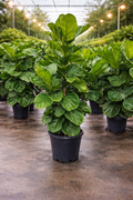 Fiddle Leaf Fig Bush (Ficus lyrata) Bush