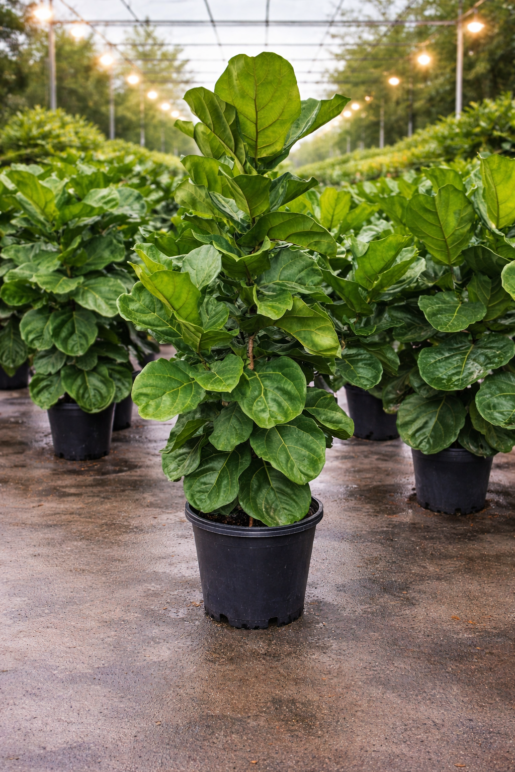 Fiddle Leaf Fig Bush (Ficus lyrata) Bush